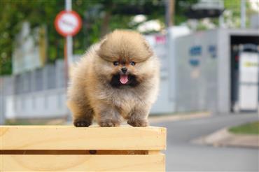 Bán Chó Pomeranian ( Phốc Sóc ) Thuần Chủng Số 88 - HCM - Toàn Quốc