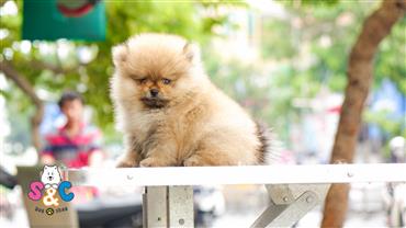 Bán Chó Pomeranian ( Phốc Sóc ) Thuần Chủng Số 9 - HCM - Toàn Quốc