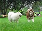 Bật Mí Cách Nhận Biết Chó Alaska Mang Bầu